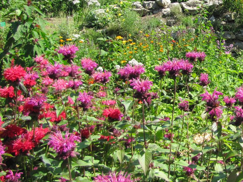 Datei:SG Indianernessel Blüten.jpg