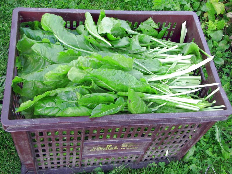 Datei:SG Mangoldernte gr.jpg