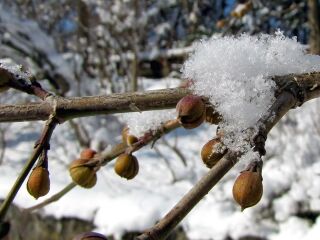 Aufgehende Dirndlknospen am 11. Februar