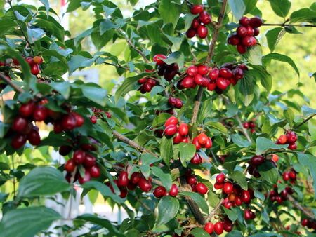 So sieht es vor der Ernte aus: rote Dirndln