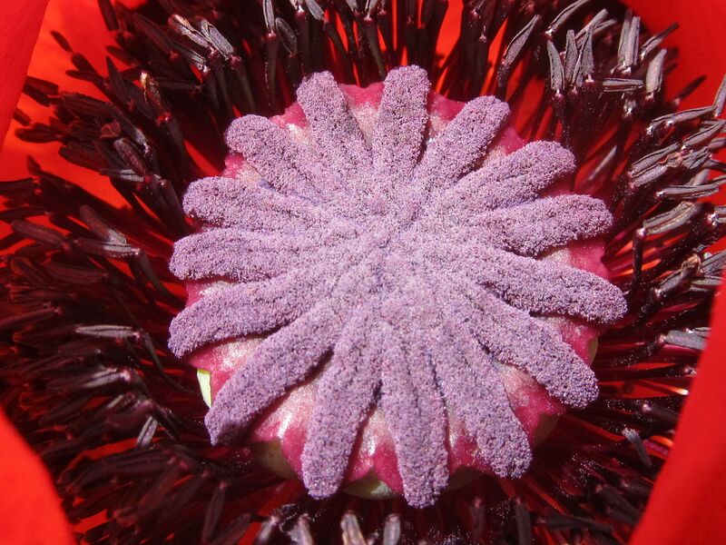 Datei:SG Mohnblüte Details.jpg