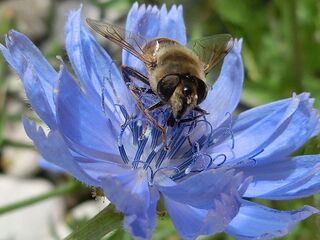 Schwebfliege - Foto Gnadl