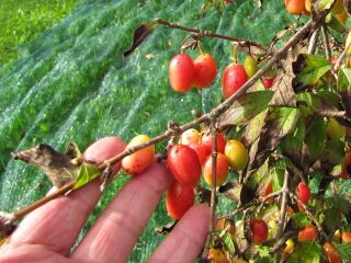 große Dirndln kurz vor Ernte - Hand als Größenvergleich