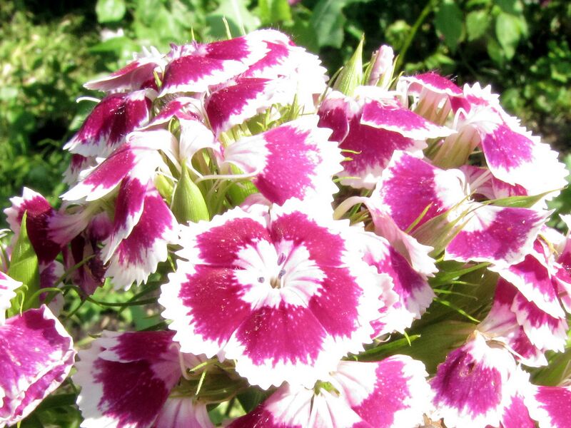 Datei:SG Nelken rot.jpg