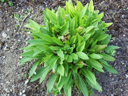 Rosette einer Gartenviole