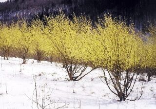 Dirndlblüte bei Schnee