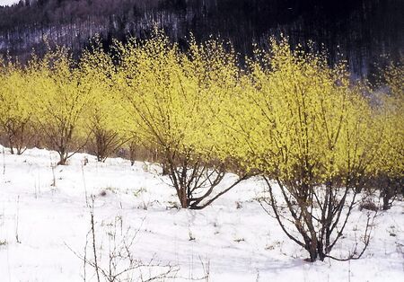 Dirndlblüte im Schnee