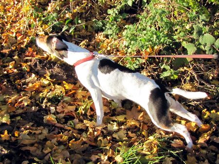 Urlaub mit Hundewanderung auf der Himmlischen Runde