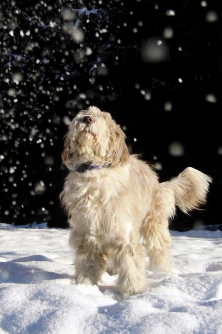 Paula - Freude mit ersten Schnee