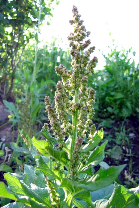 Samen des Guter Heinrichs