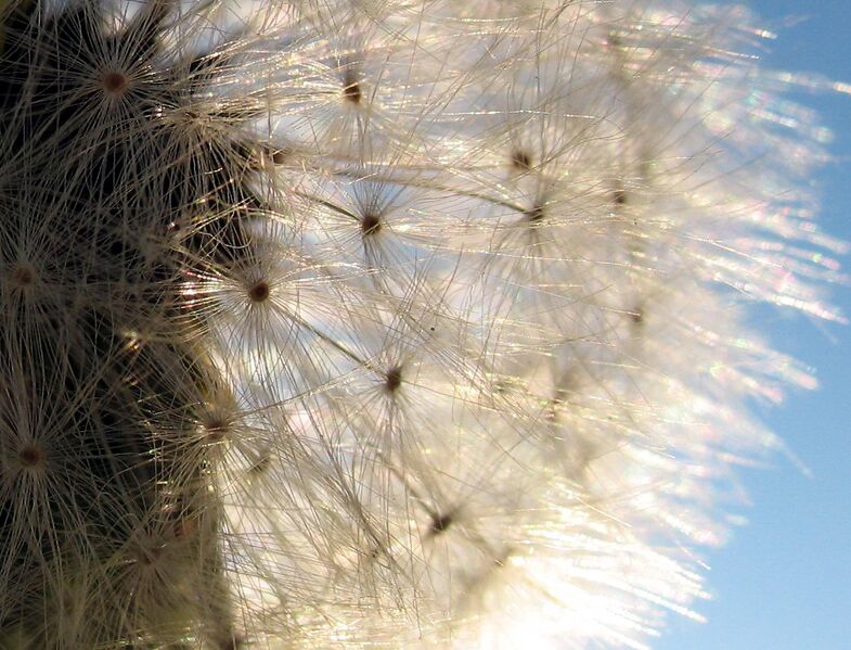 Datei:SG Samen Löwenzahn.jpg