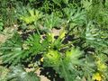 Zucchini bei Erntebeginn