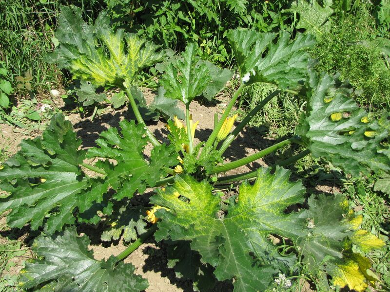 Datei:SG Zucchinipflanze.jpg