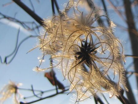 Samen der Waldrebe - Winter