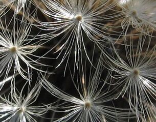 Löwenzahn-Samen - der Flugkörper