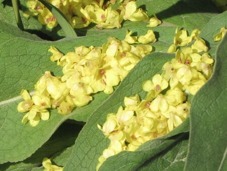 Blütenblätter der Königskerze