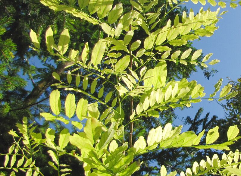 Datei:SG Robinienblätter Herbst.jpg