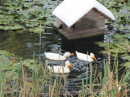Enten im Südgarten Biotop