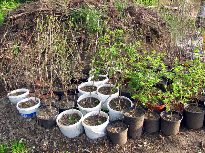 Datei:Getopfte Dirndl bei Kompost.jpg