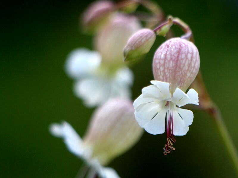 Datei:SG Klatschblume Leimkraut .JPG