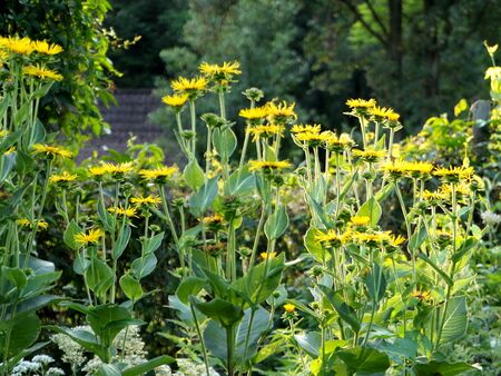 Alant - früher auf den Weiden sehr häufig