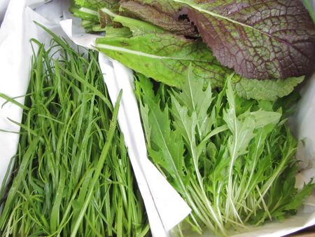 Hirschhornwegerich und Mizuna Ernte fürs Salatbuffet