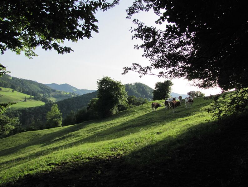 Datei:KL Weide Tradigist06.jpg