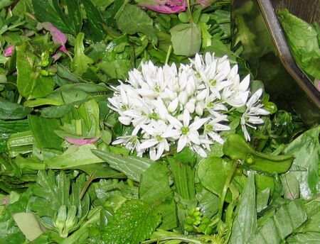Wildkräutersalat mit Bärlauchblüte