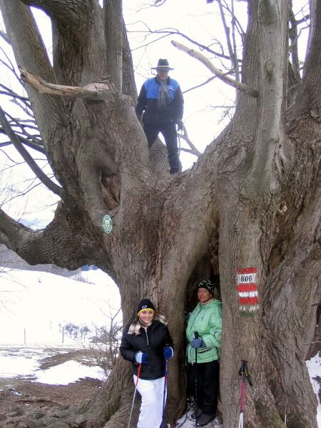 Datei:KL Bärnthaler-Linde.jpg