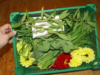 Steinschaler Kräuterernte - immer mit Blüten