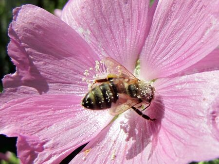 Moschusmalve mit Biene