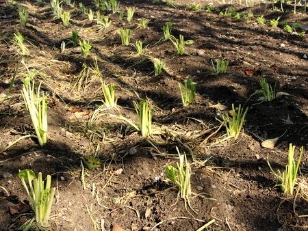 Mangoldpflanzung am "Bendl"