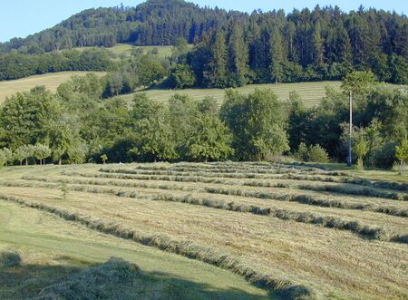 Heuschwaden Fronberg - Idyyl am Schulweg