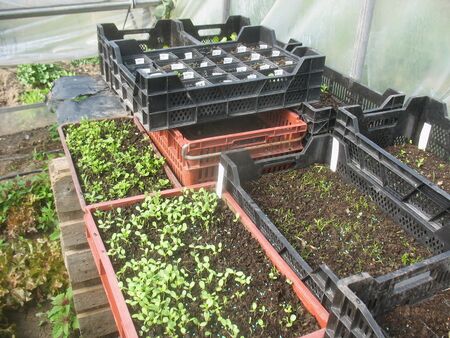 SG-Pflanzenzucht Folientunnel