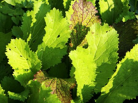 ideal im Winter - von Oktober bis Mai: Asiasalat roter Riese