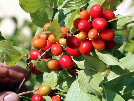 Dirndl fast reif zur Ernte