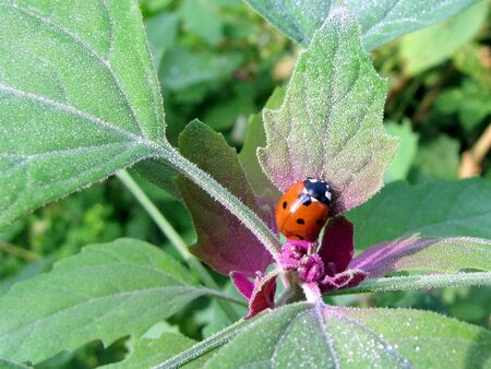 Magentamelde mit Marienkäfer