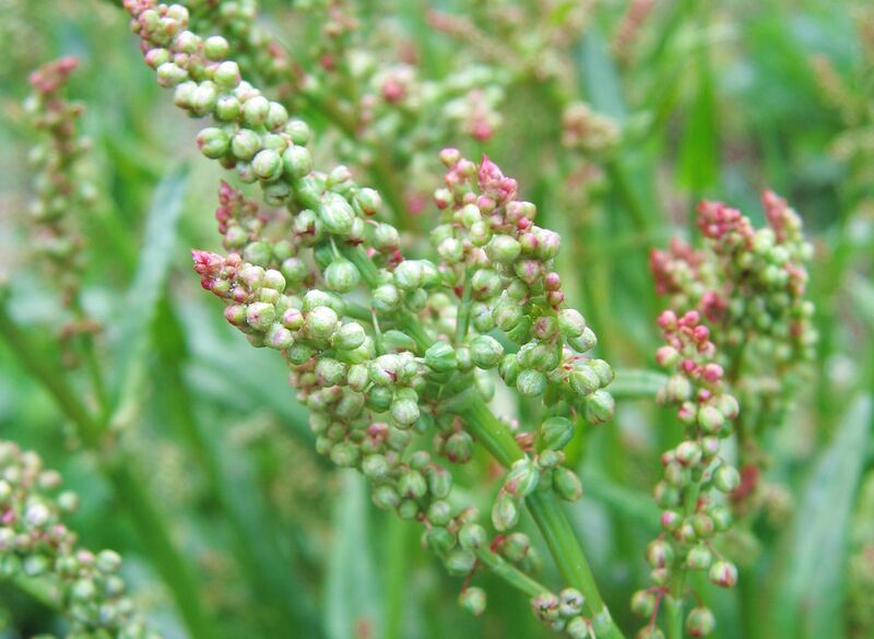 Datei:Sg Sauerampferblüte8.jpg