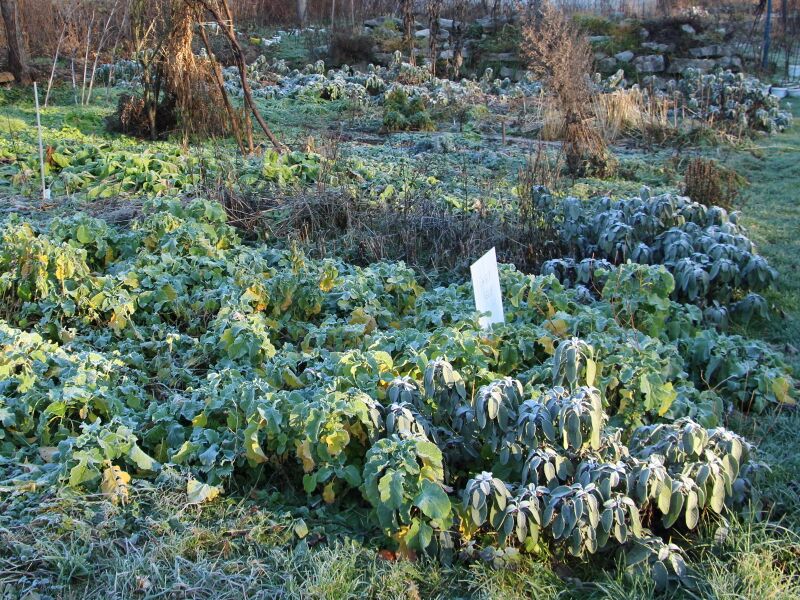 Datei:SG Winterharte Pflanzen 25 Dez.jpg