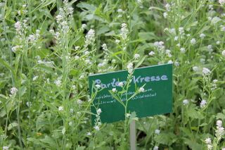 blühende Garten-Kresse für Samengewinnung