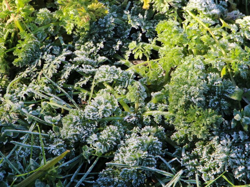 Datei:SG reif Krause Petersilie.JPG