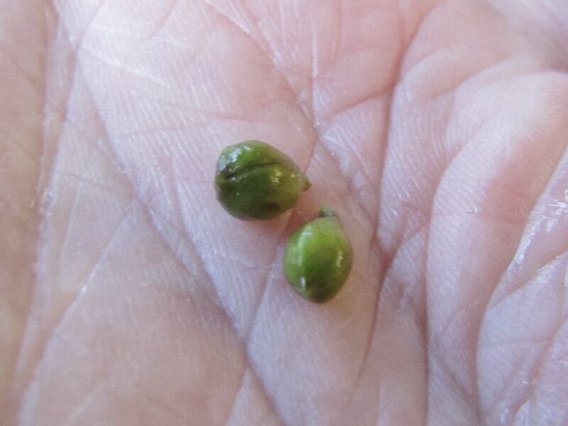 Datei:Dirndlknopsen Handfläche.jpg