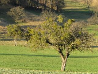 Apfelbaum mit vielen Misteln - Herbst 2011