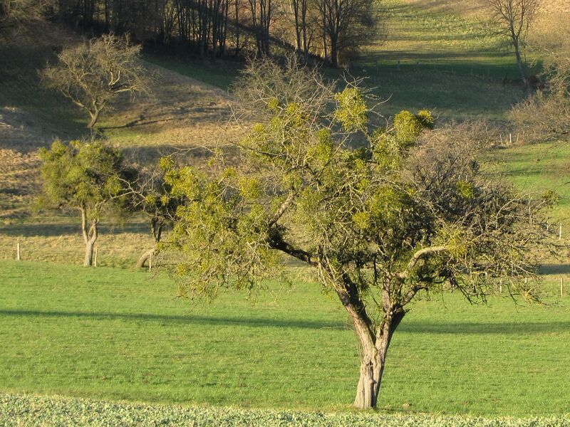 Datei:Mistelbaum HR Herbst.jpg