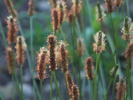 Samenstand Spitzwegerich