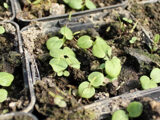 Stockrosen-Keimblätter