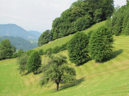 drei Schnoartbäume oberhalb Unterzögernitz