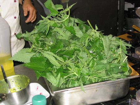 Brennnessel in der Steinschaler Küche