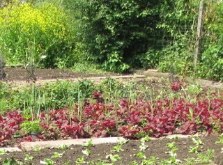 erster Frühjahrserfolge zu sehen