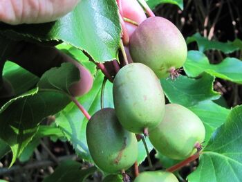 Kiwis fast reif